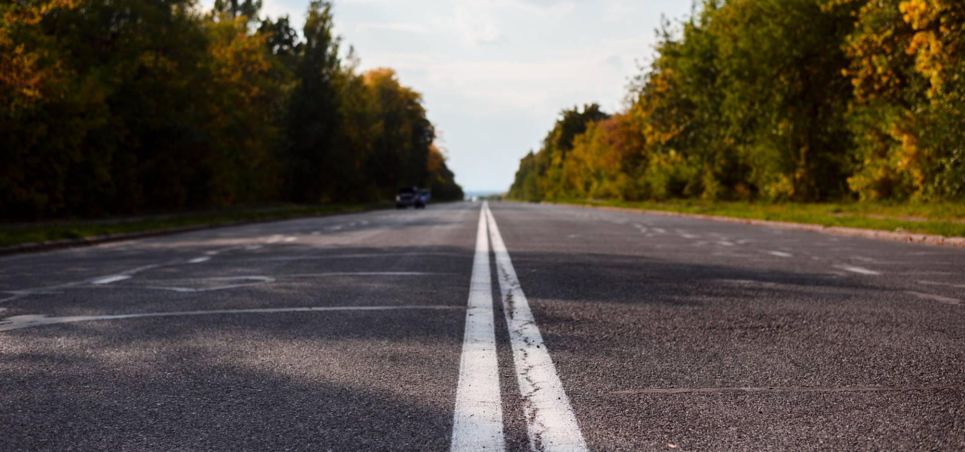 Route française bordée de pins, lumière matinale